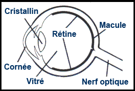 Diagramme illustrant le fonds de l'oeil atteint d'un décollement de la rétine